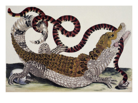 (image from http://www.allposters.com)